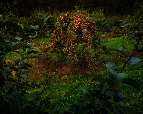 Apple Tree (Last Light), 2021, Cig Harvey