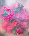 Azaleas Pressing, 2018, Cig Harvey