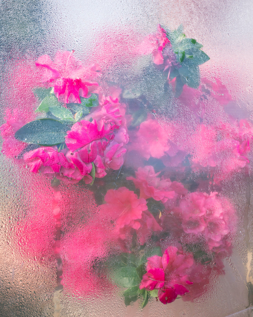 Azaleas Pressing, 2018, Cig Harvey