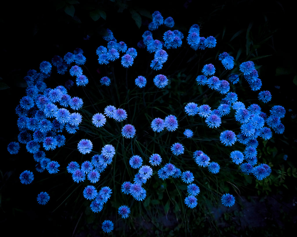 Chive Blossoms, 2014, Cig Harvey