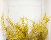 Forsythia (Forcing Bloom), 2020, Cig Harvey