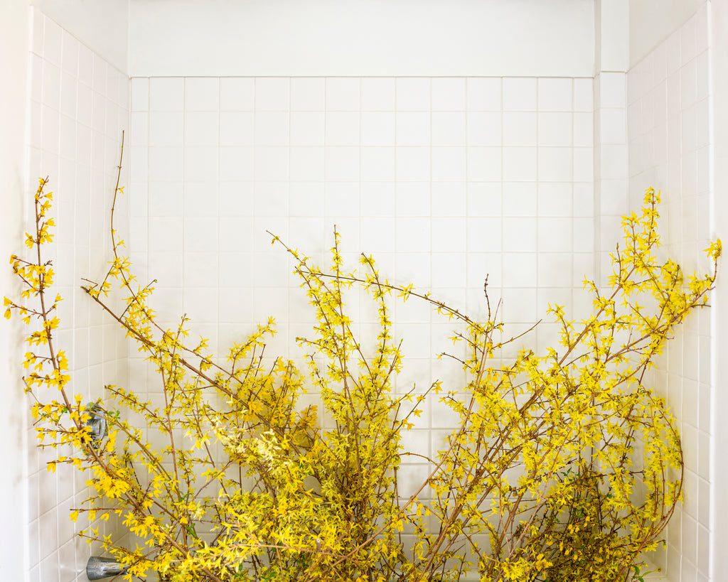 Forsythia (Forcing Bloom), 2020, Cig Harvey
