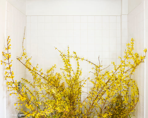 Forsythia (Forcing Bloom), 2020, Cig Harvey