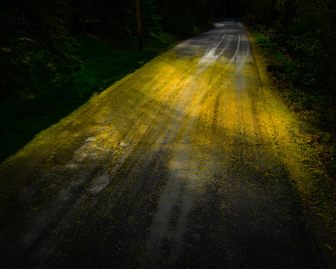 Gold Road, 2023, Cig Harvey