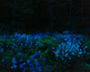 Lunar Eclipse & Wild Phlox, 2021, Cig Harvey