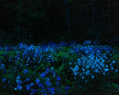 Lunar Eclipse & Wild Phlox, 2021, Cig Harvey