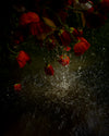 Poppies (Falling), Red Is A Stare, 2020, Cig Harvey