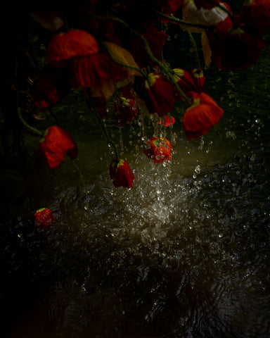 Poppies (Falling), Red Is A Stare, 2020, Cig Harvey