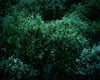 The Meuse (Deer), 2021, Cig Harvey
