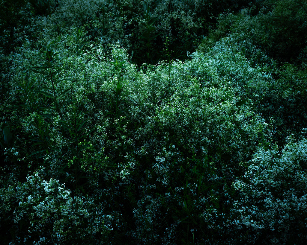 The Meuse (Deer), 2021, Cig Harvey