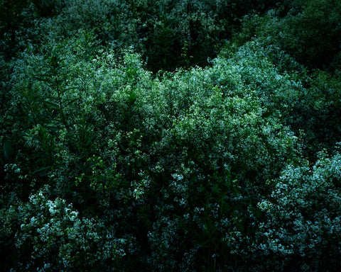 The Meuse (Deer), 2021, Cig Harvey