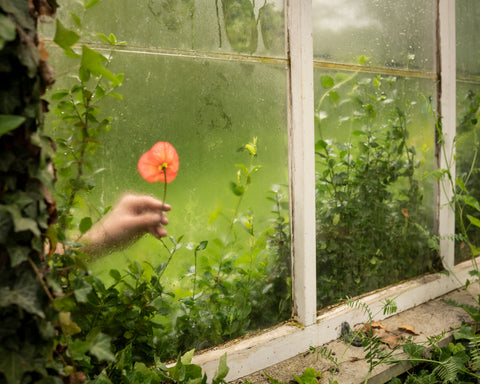 The Poppy and the Greenhouse, 2019, Cig Harvey